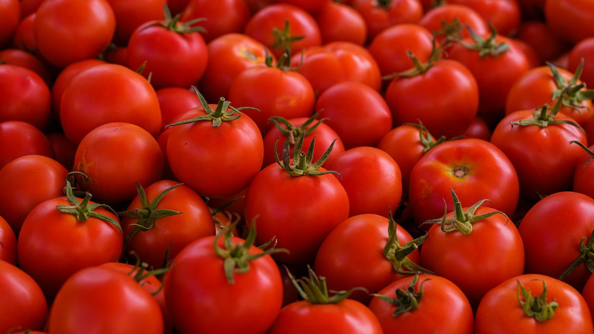 Найкраще підживлення для томатів Найкраще підживлення для томатів