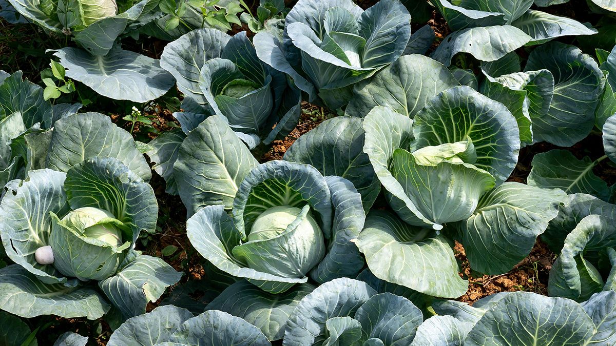 Нижние листья капусты нужно обрезать Нижние листья капусты нужно обрезать