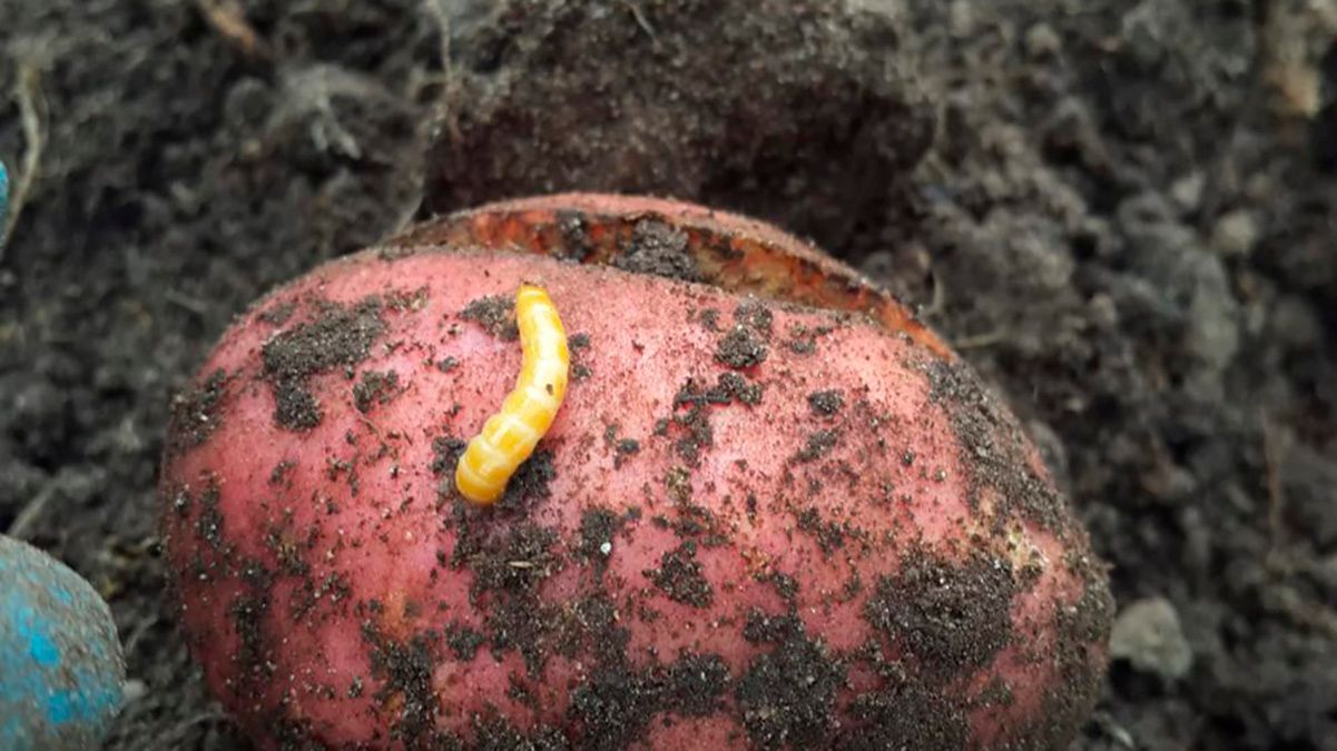 Советы, которые помогут избавиться от проволочника Советы, которые помогут избавиться от проволочника