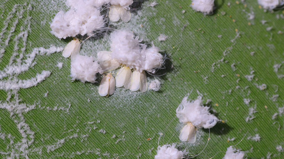 Поради, які допоможуть вивести білокрилку Поради, які допоможуть вивести білокрилку