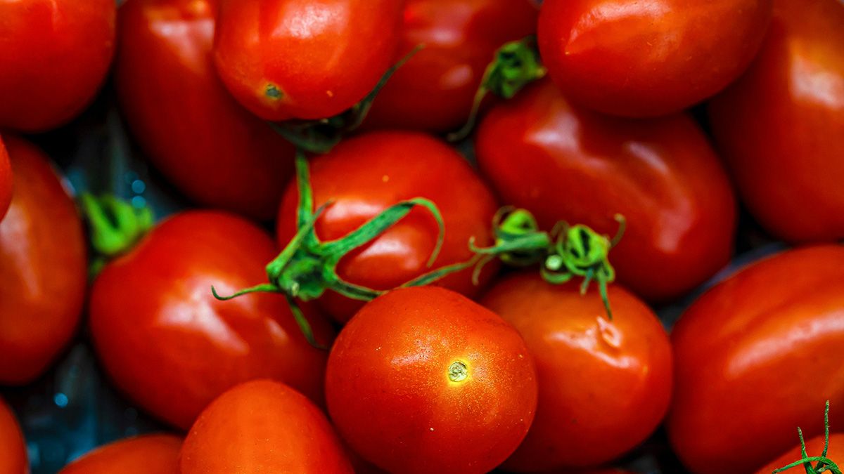 Поради для кращого росту помідорів Поради для кращого росту помідорів