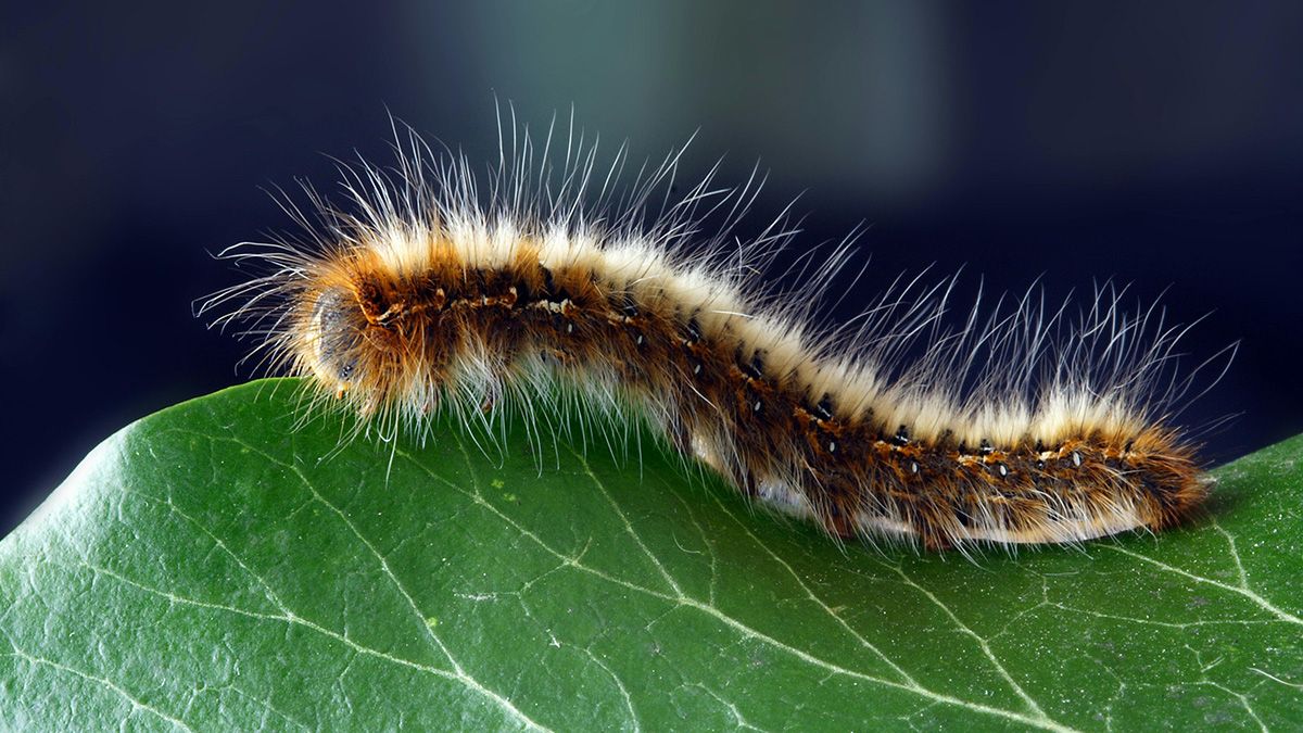 Советы, которые помогут уничтожить гусениц и слизней Советы, которые помогут уничтожить гусениц и слизней