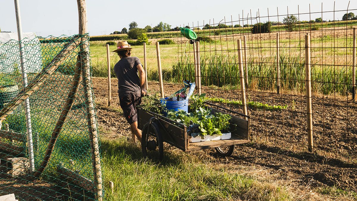 Известкование улучшает плодородие Известкование улучшает плодородие