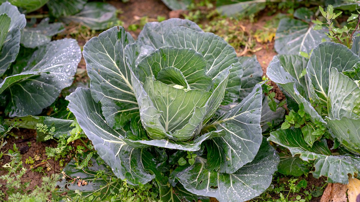 Дрожжевое удобрение для капусты Дрожжевое удобрение для капусты