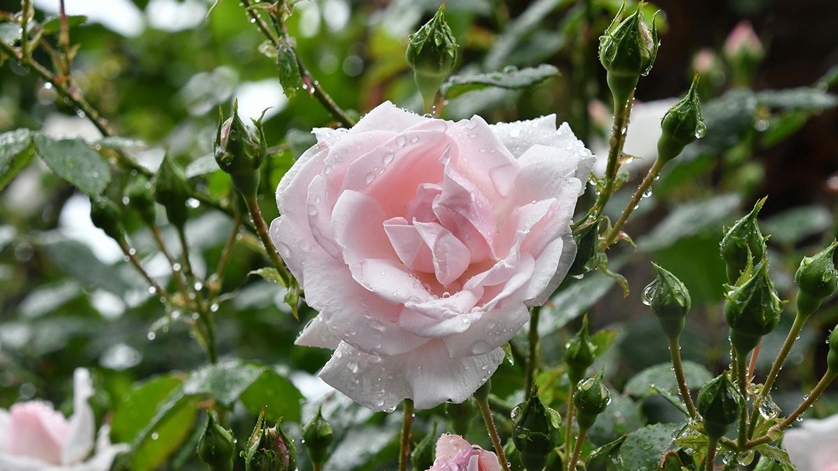 Дрожжевое удобрение для роз Дрожжевое удобрение для роз