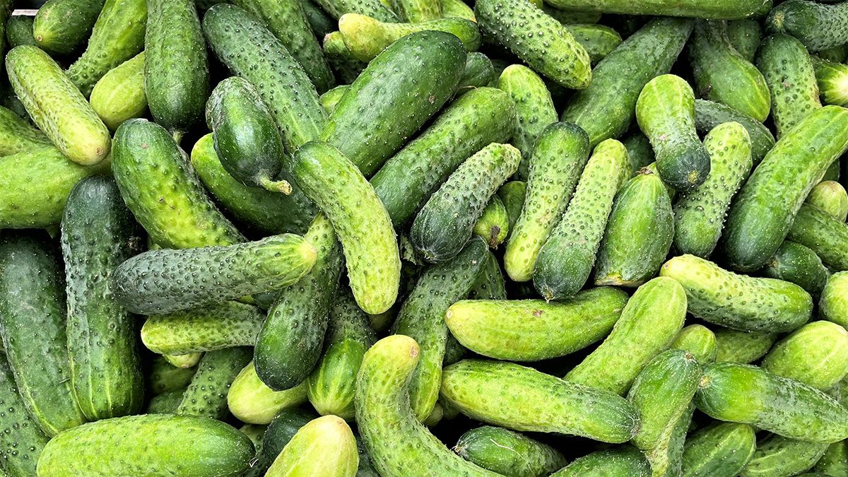 Поради, які допоможуть вберегти огірки у спеку Поради, які допоможуть вберегти огірки у спеку
