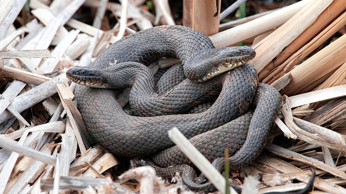 5 рослин, які відлякують змій 5 рослин, які відлякують змій