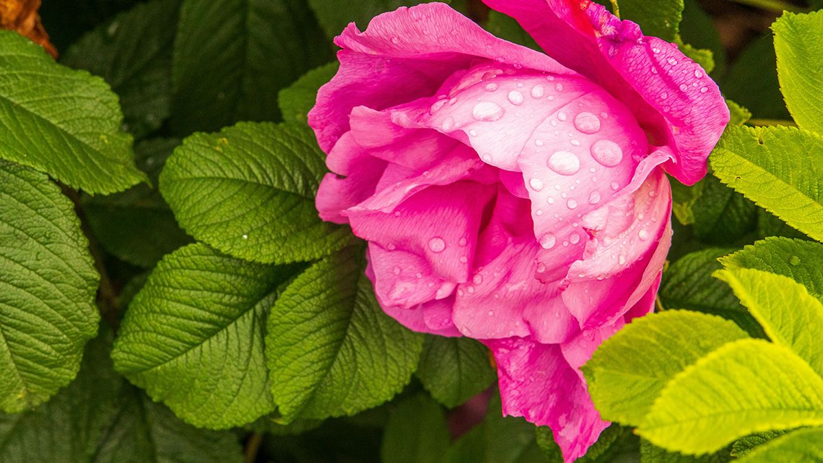 Как избежать пожелтения роз Как избежать пожелтения роз