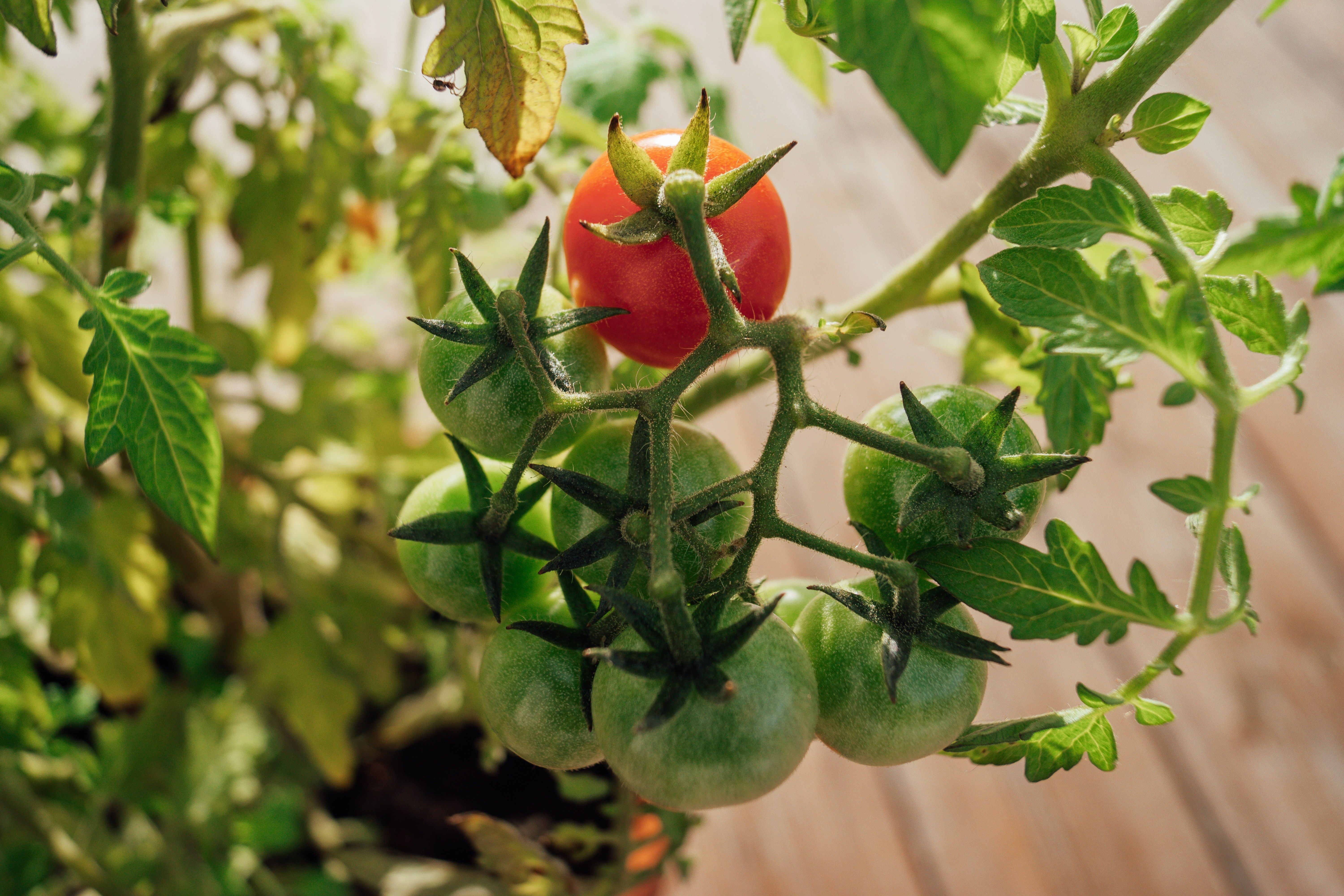 Как правильно обрывать листья на помидорах Как правильно обрывать листья на помидорах