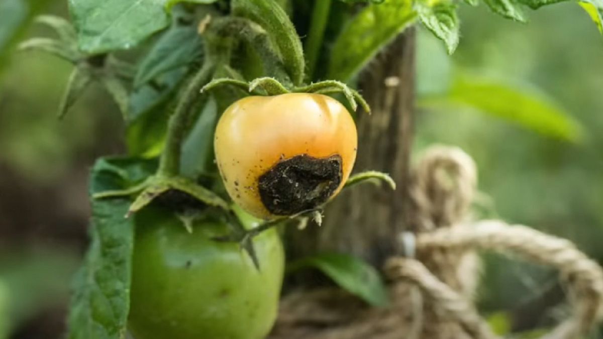 Верхівкову гниль можна вивести Верхівкову гниль можна вивести