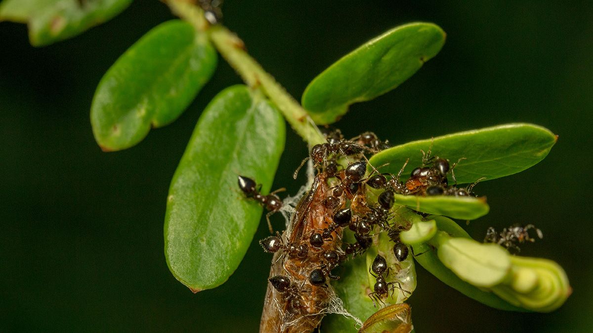 Муравьев с огорода легко вывести Муравьев с огорода легко вывести