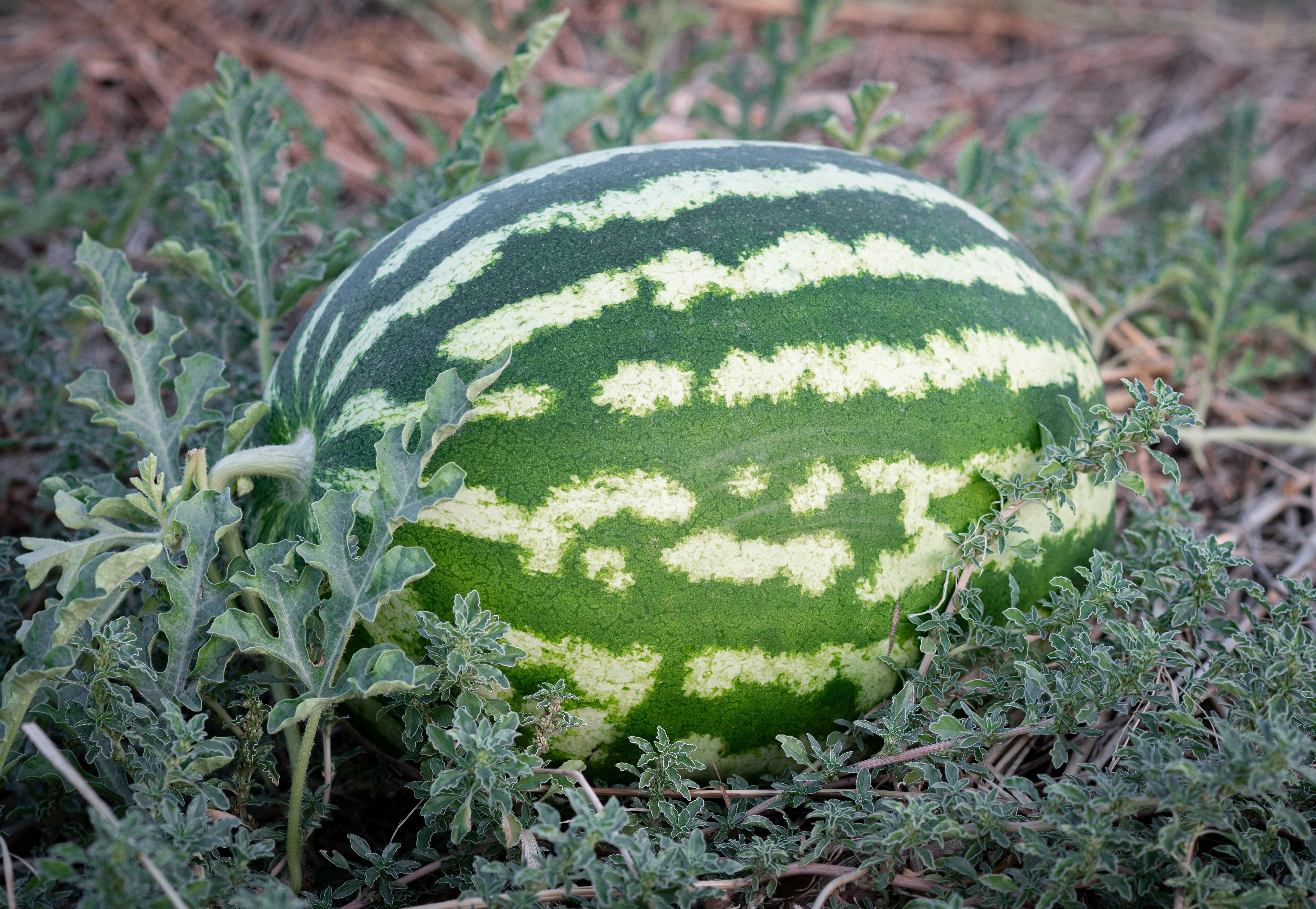 Арбузы нуждаются в особом поливе Арбузы нуждаются в особом поливе