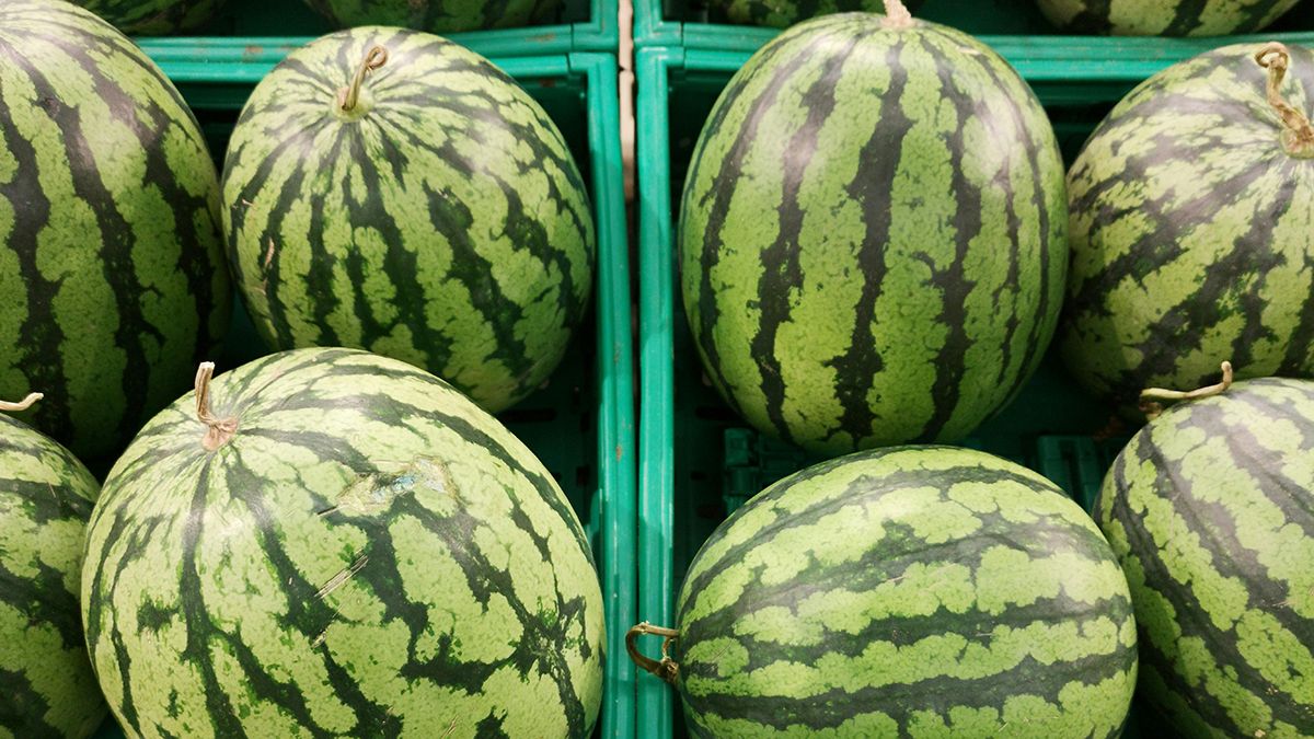 Секрети вибору соковитого кавуна Секрети вибору соковитого кавуна