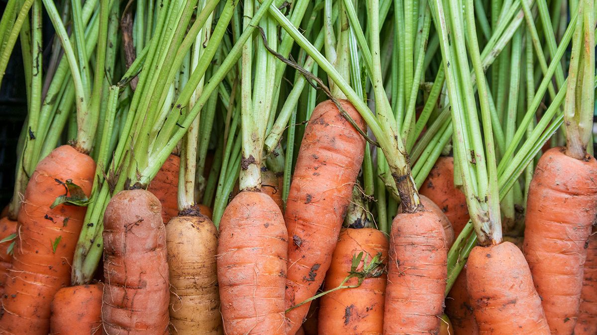 Поради щодо посадки моркви Поради щодо посадки моркви