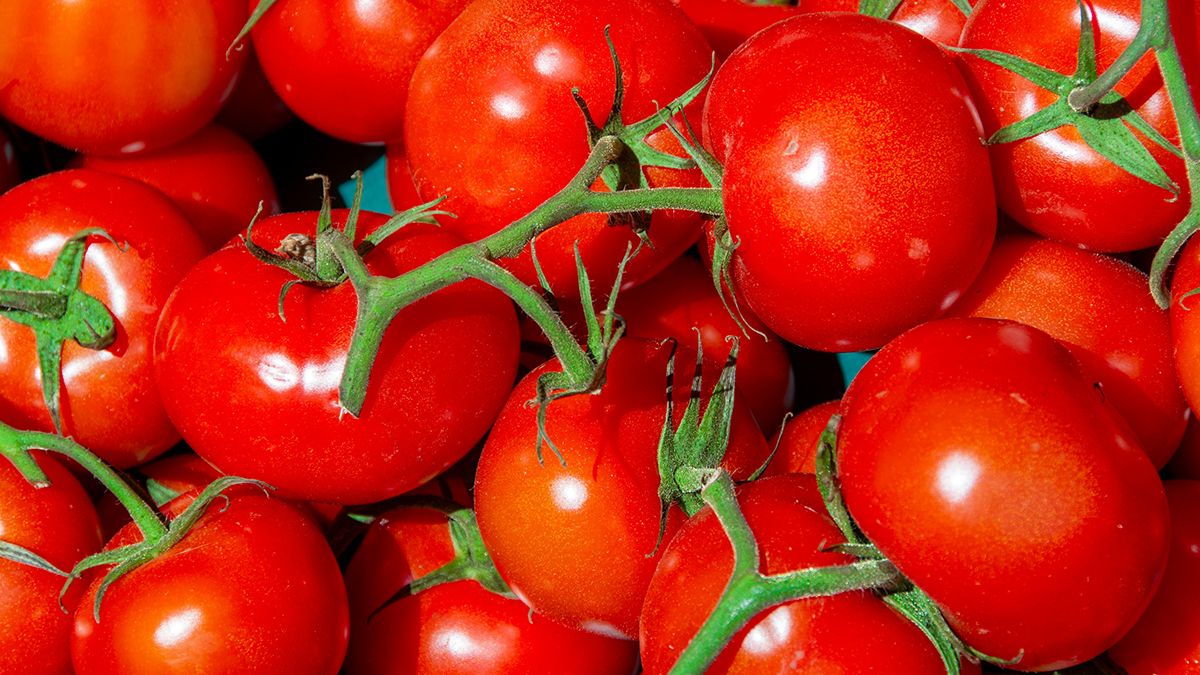 Советы, которые ускорят рост помидоров Советы, которые ускорят рост помидоров