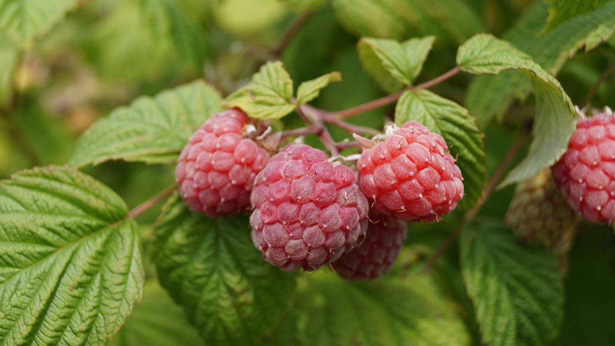 После плодоношения малину нужно обрезать после плодоношения После плодоношения малину нужно обрезать после плодоношения