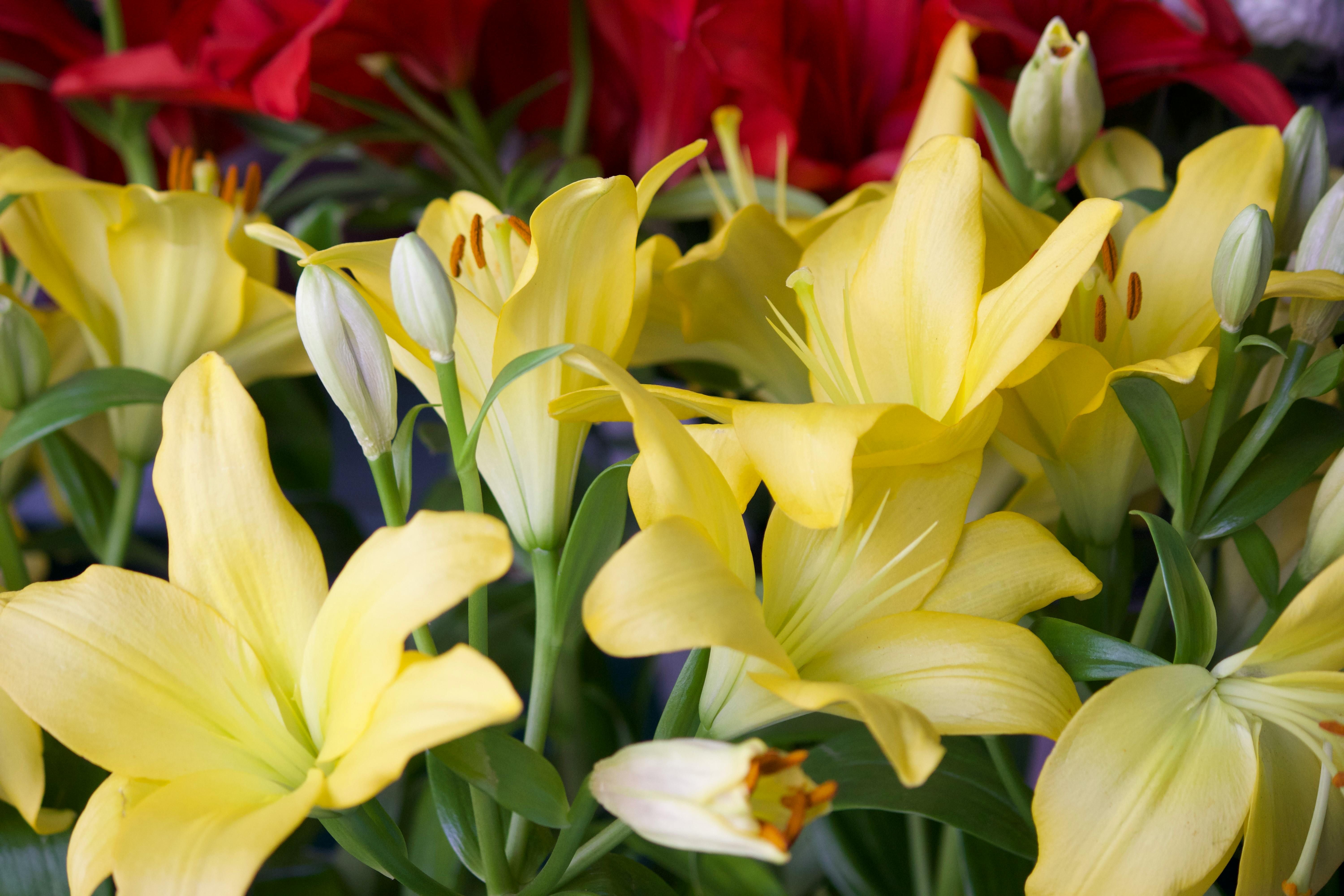 Лілії можуть постраждати від шкідників Лілії можуть постраждати від шкідників