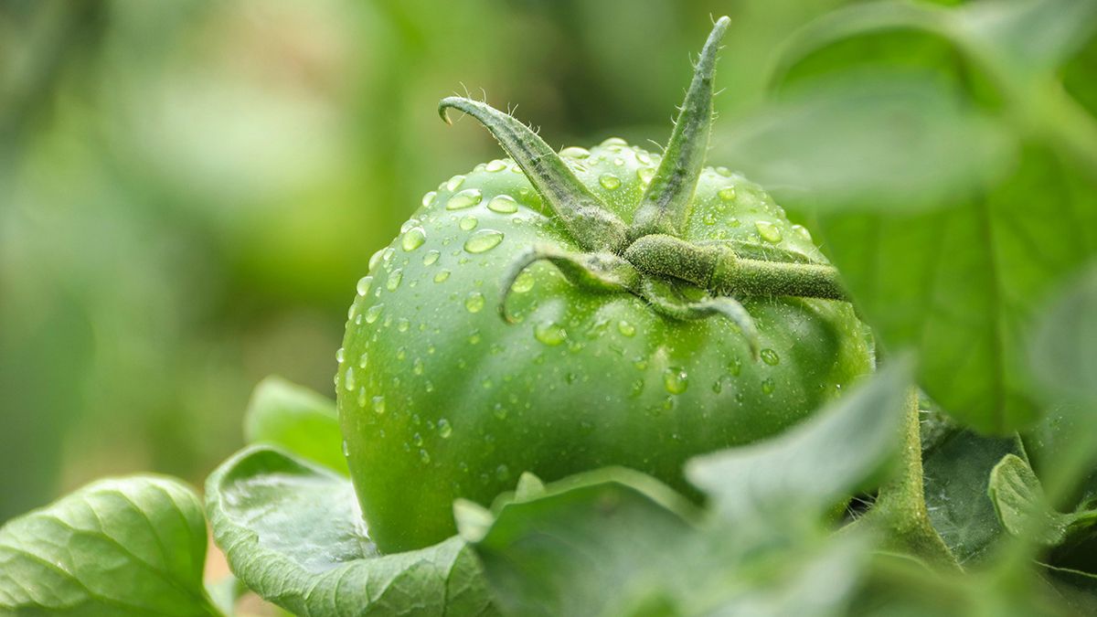 Поради, які вбережуть помідори від тріщин Поради, які вбережуть помідори від тріщин