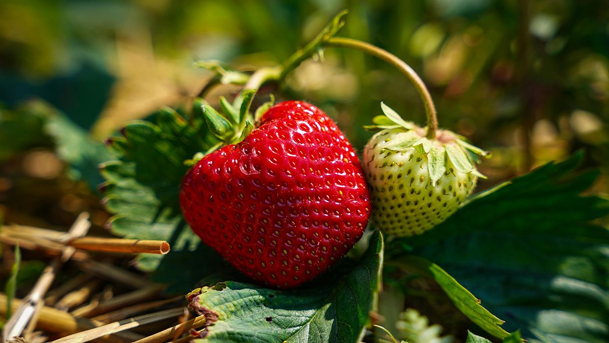 Поради посадки після полуниці Поради посадки після полуниці