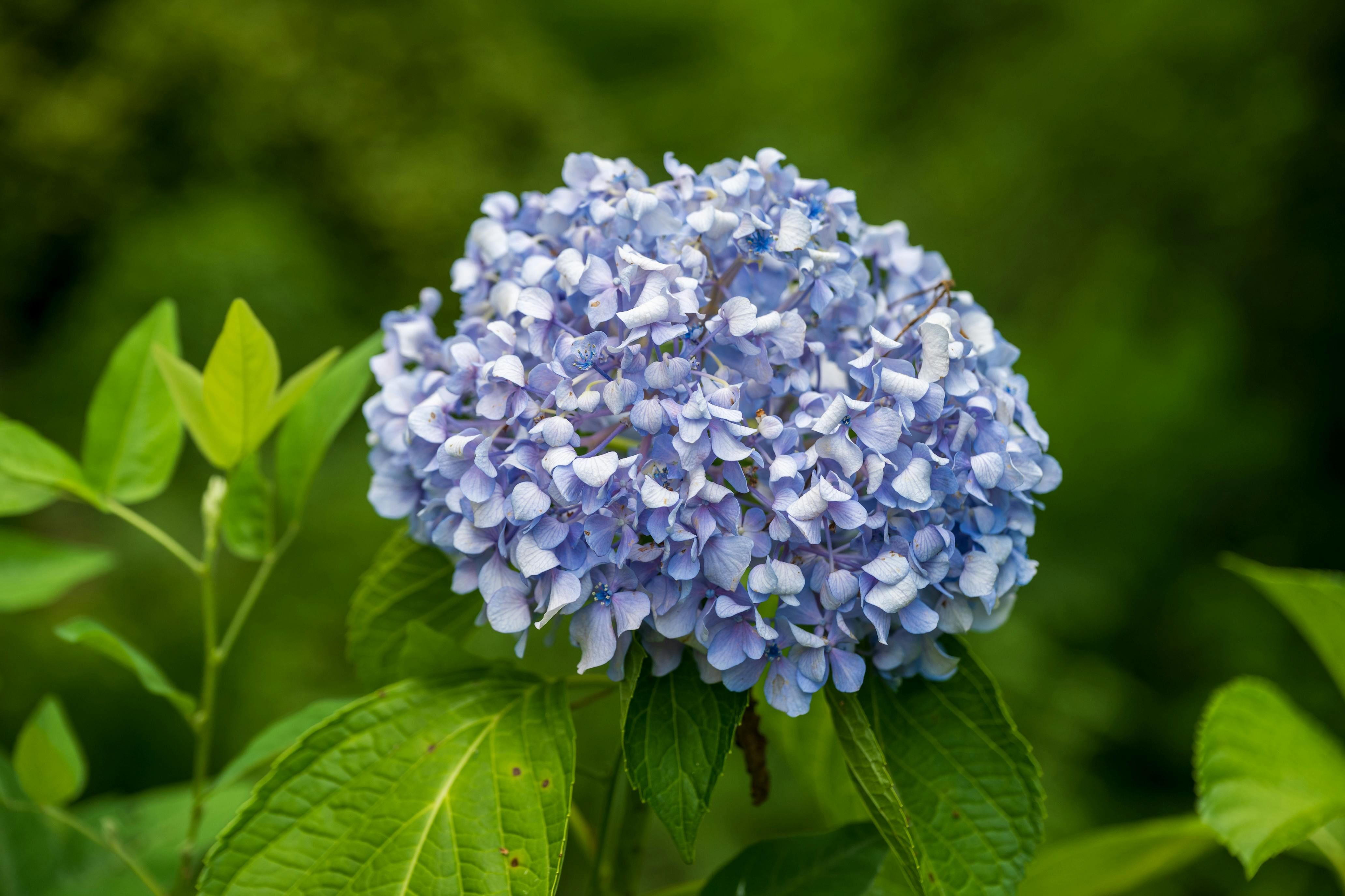 Летом гортензии можно обрезать летом Летом гортензии можно обрезать летом