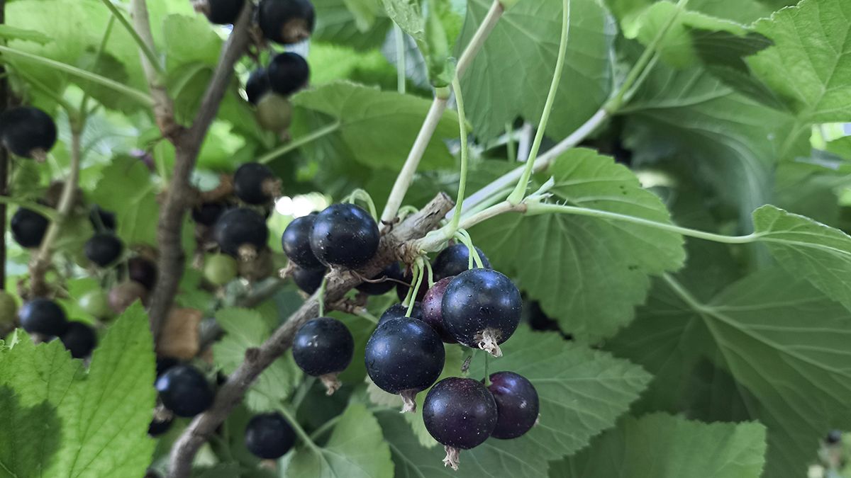 Липневе підживлення для смородини Липневе підживлення для смородини