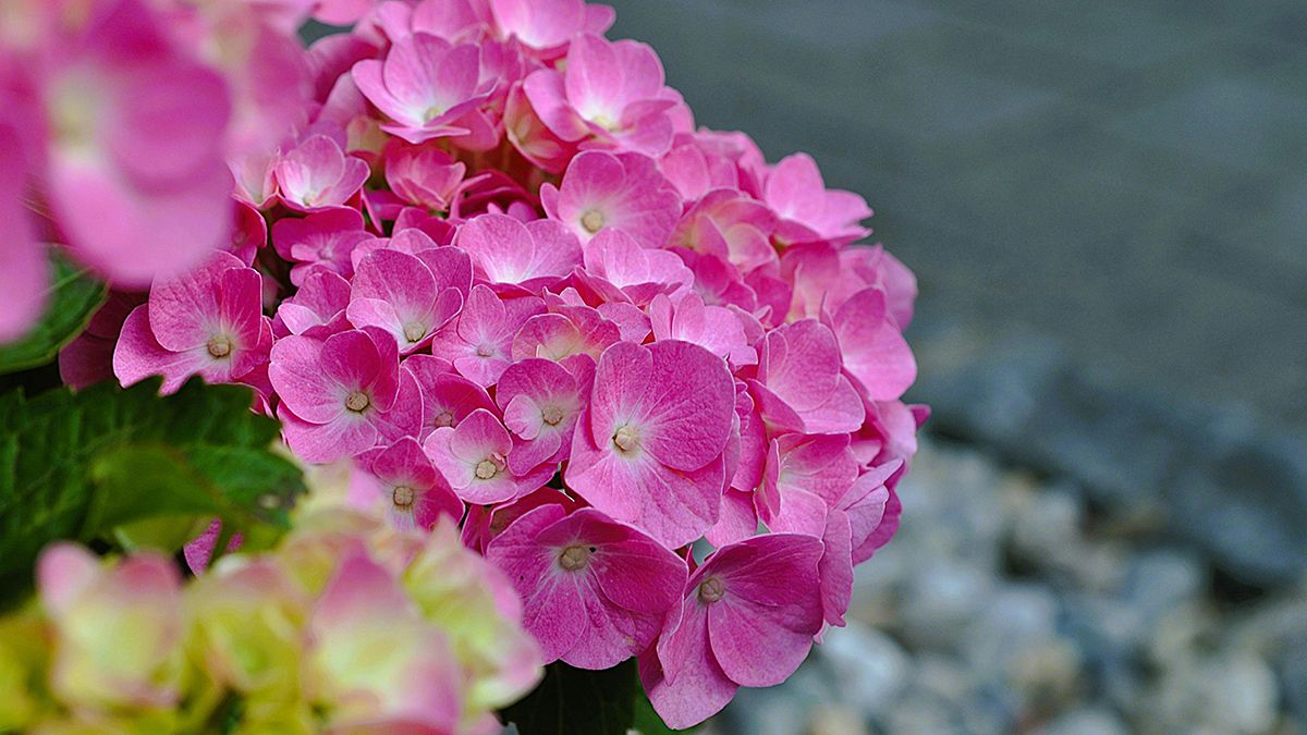 Советы, которые помогут изменить цвет гортензии Советы, которые помогут изменить цвет гортензии