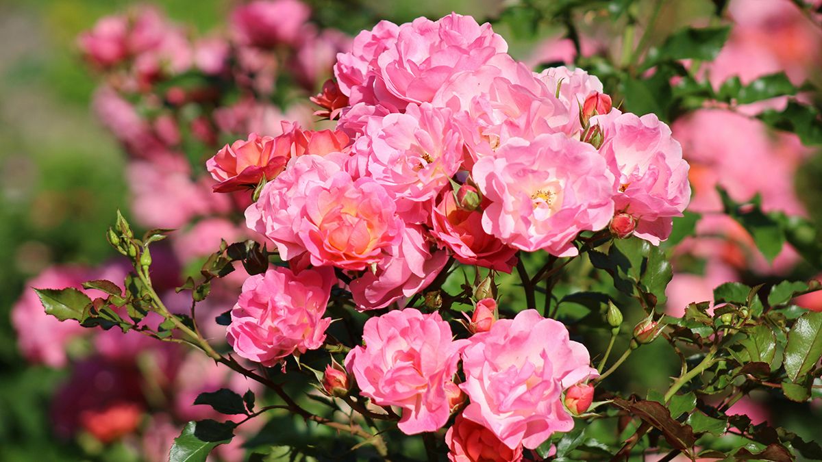 Рослини, які не варто садити поруч з трояндами Рослини, які не варто садити поруч з трояндами