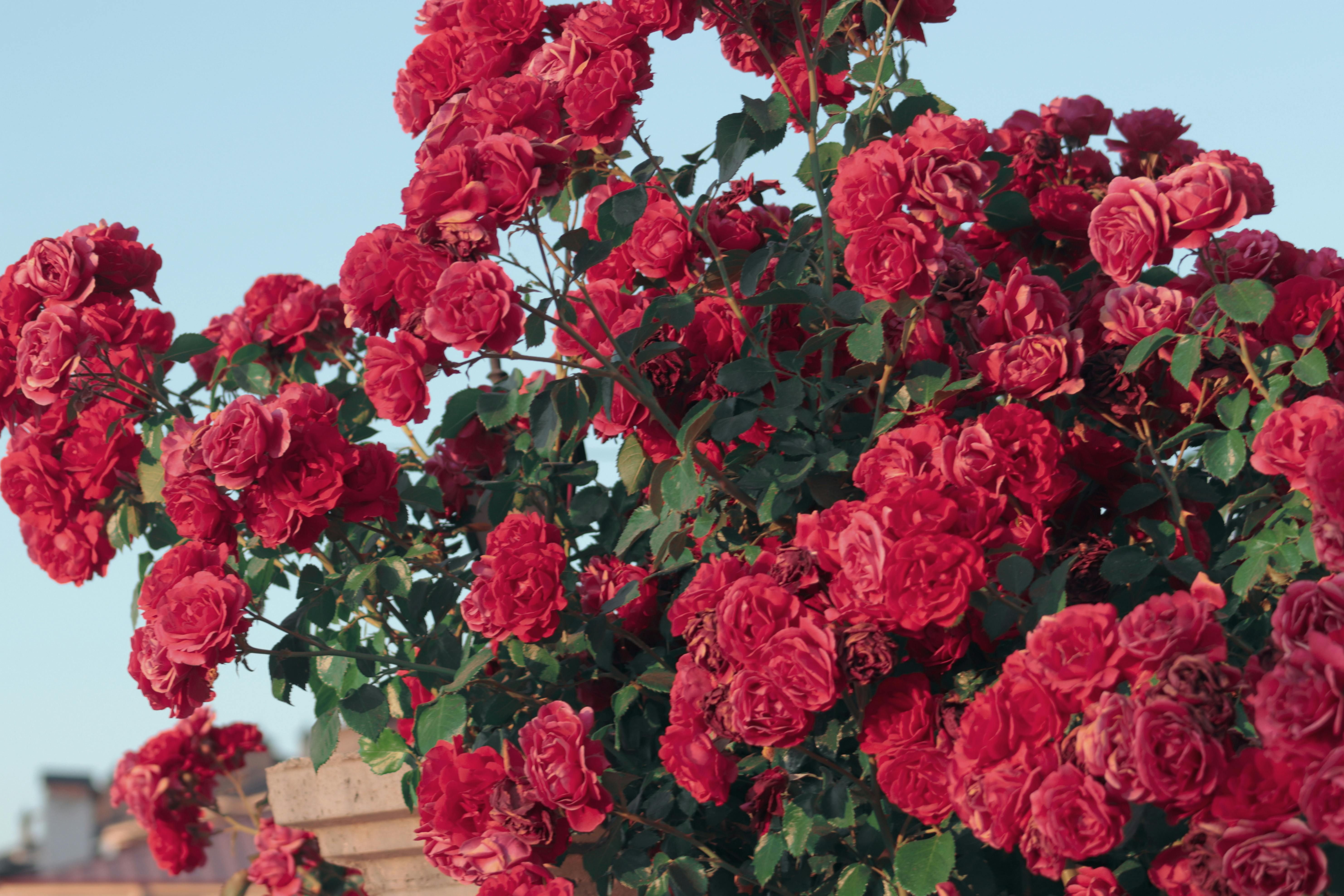 В июле можно сажать цветы В июле можно сажать цветы