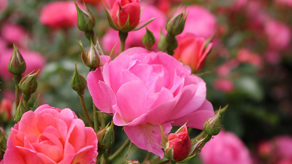 Якісне підживлення для троянд  Якісне підживлення для троянд