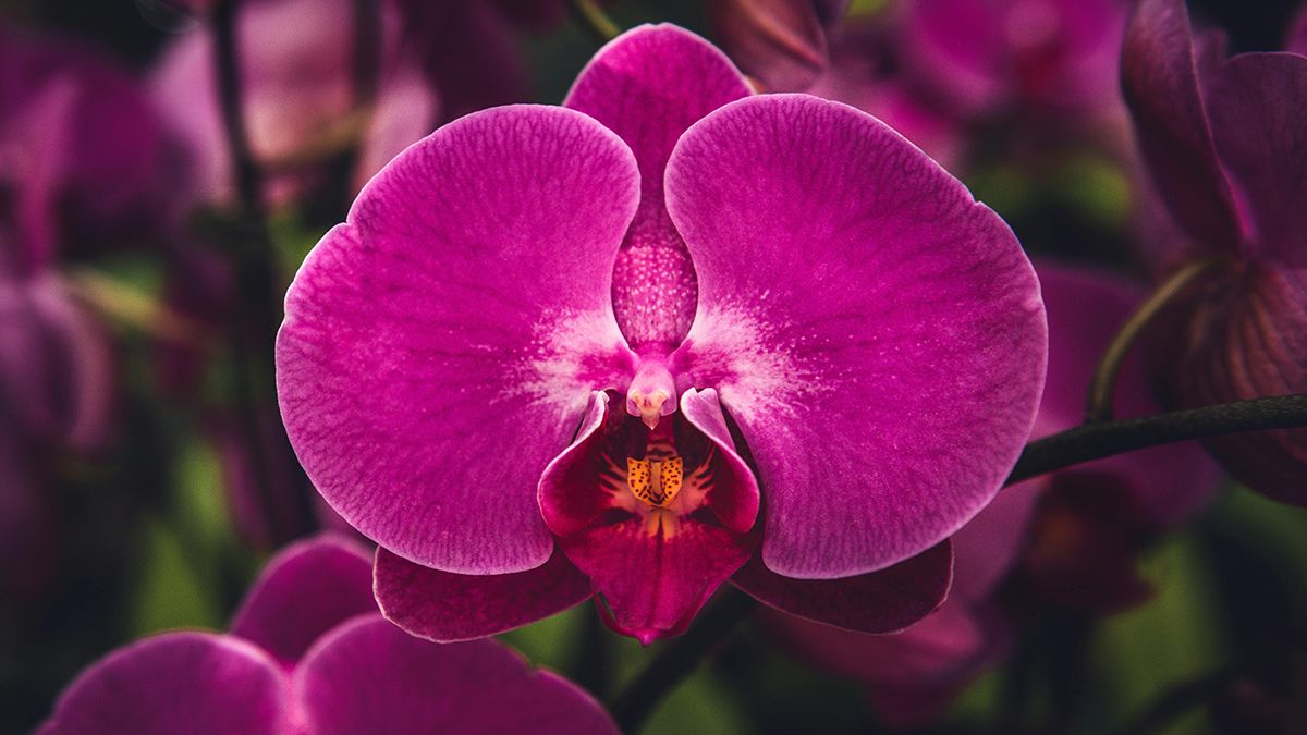 Идеальное удобрение для орхидей Идеальное удобрение для орхидей