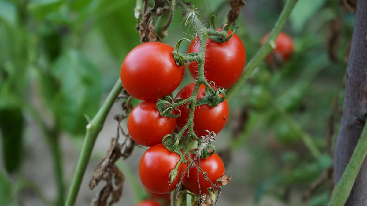 Догляд за помідорами у липні Догляд за помідорами у липні
