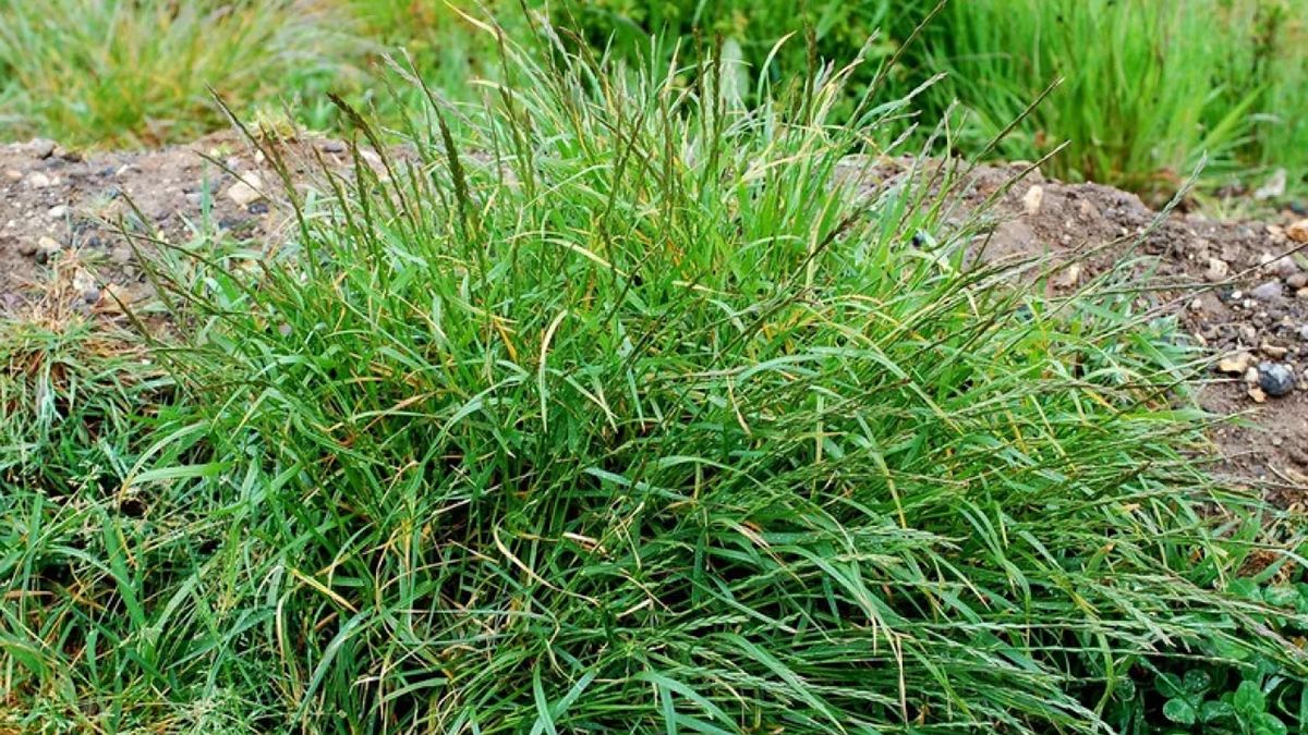 Пырей можно легко вывести Пырей можно легко вывести