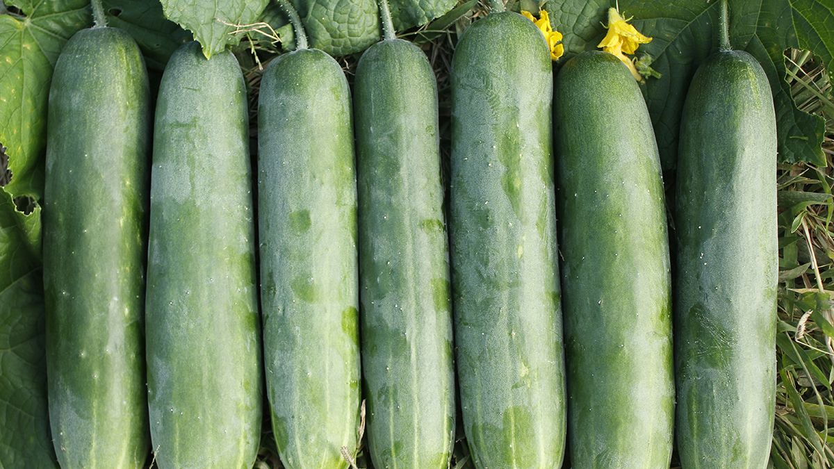 Лучшая дрожжевая подкормка для огурцов Лучшая дрожжевая подкормка для огурцов