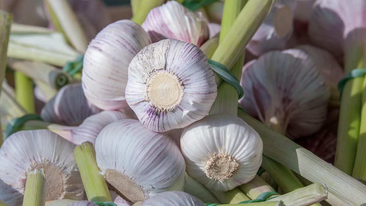 Найкраще підживленння для часнику Найкраще підживленння для часнику