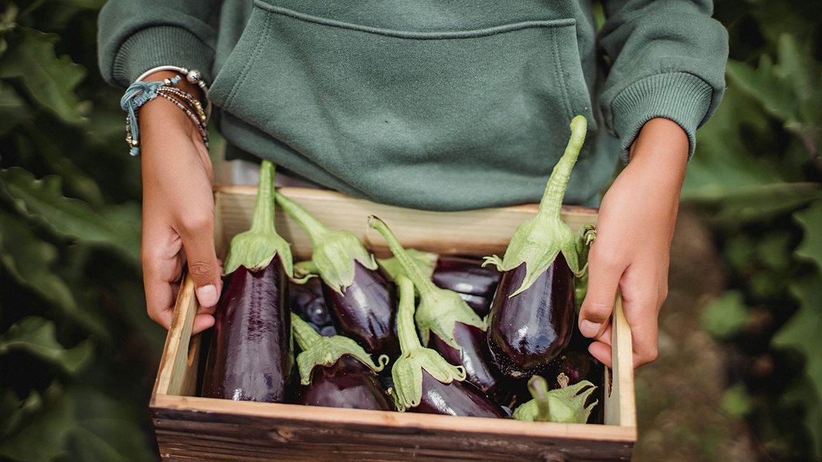 Хороші підживлення для баклажанів Хороші підживлення для баклажанів