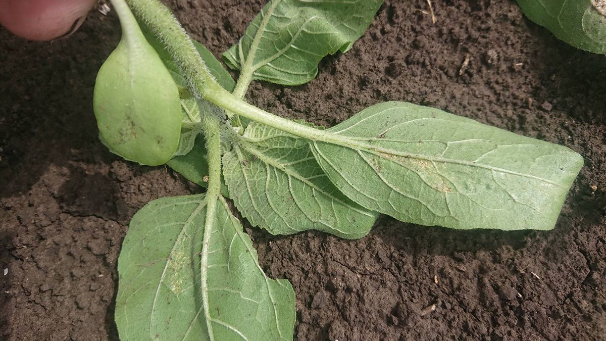 Паутинного клеща можно легко вывести Паутинного клеща можно легко вывести