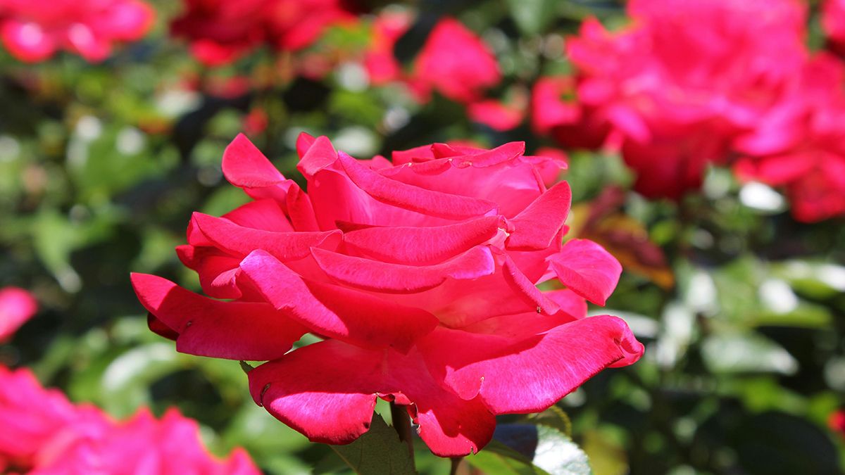 Виведення борошнистої роси з троянд Виведення борошнистої роси з троянд