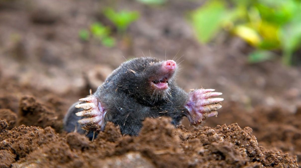 Поради, які виведуть кротів з ділянки Поради, які виведуть кротів з ділянки