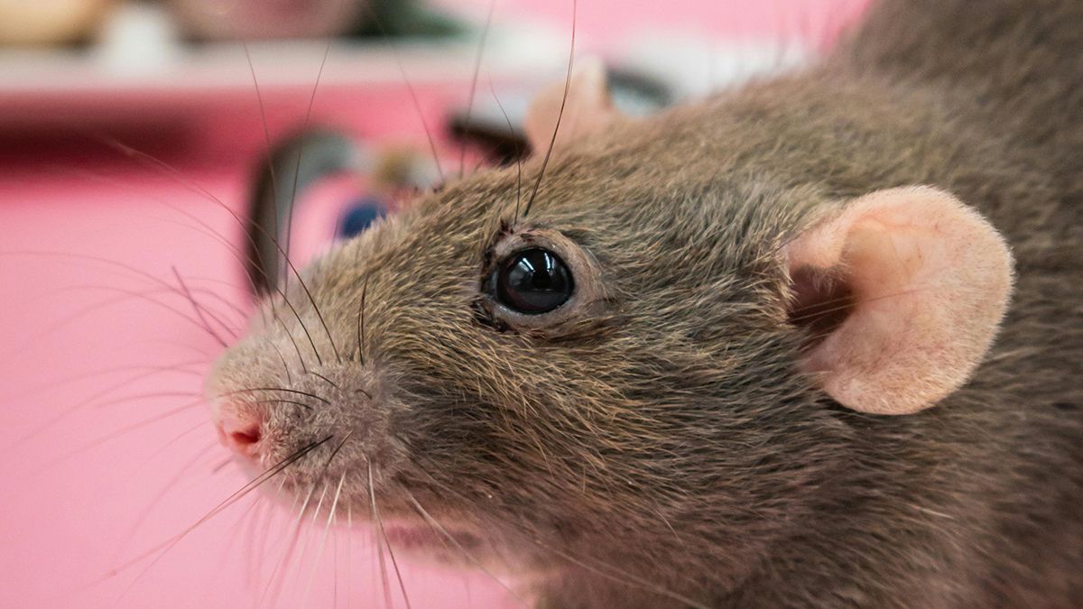 Растения, которые способны отпугнуть крыс Растения, которые способны отпугнуть крыс