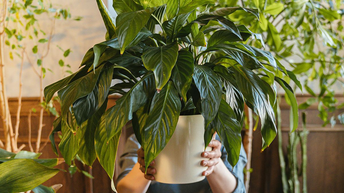 Совет для подкормки спатифиллума Совет для подкормки спатифиллума