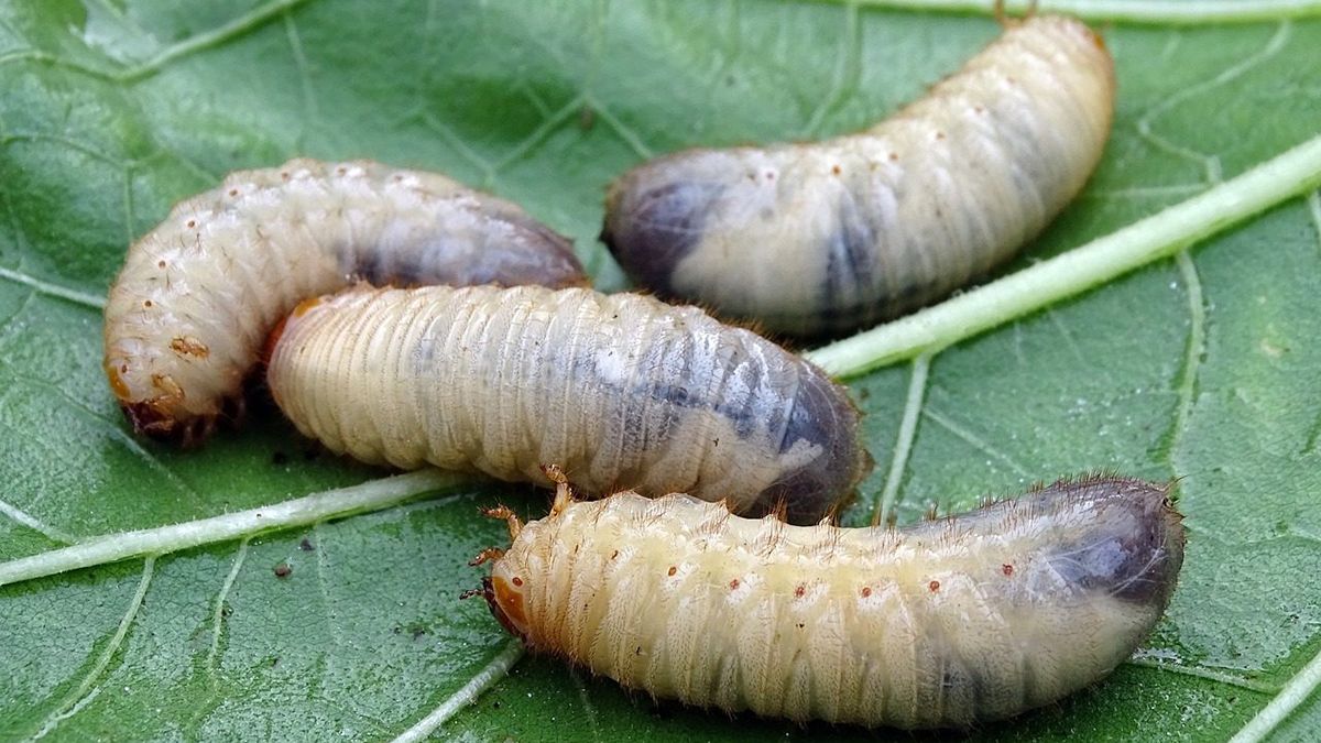 Личинок хруща можна позбутися Личинок хруща можна позбутися