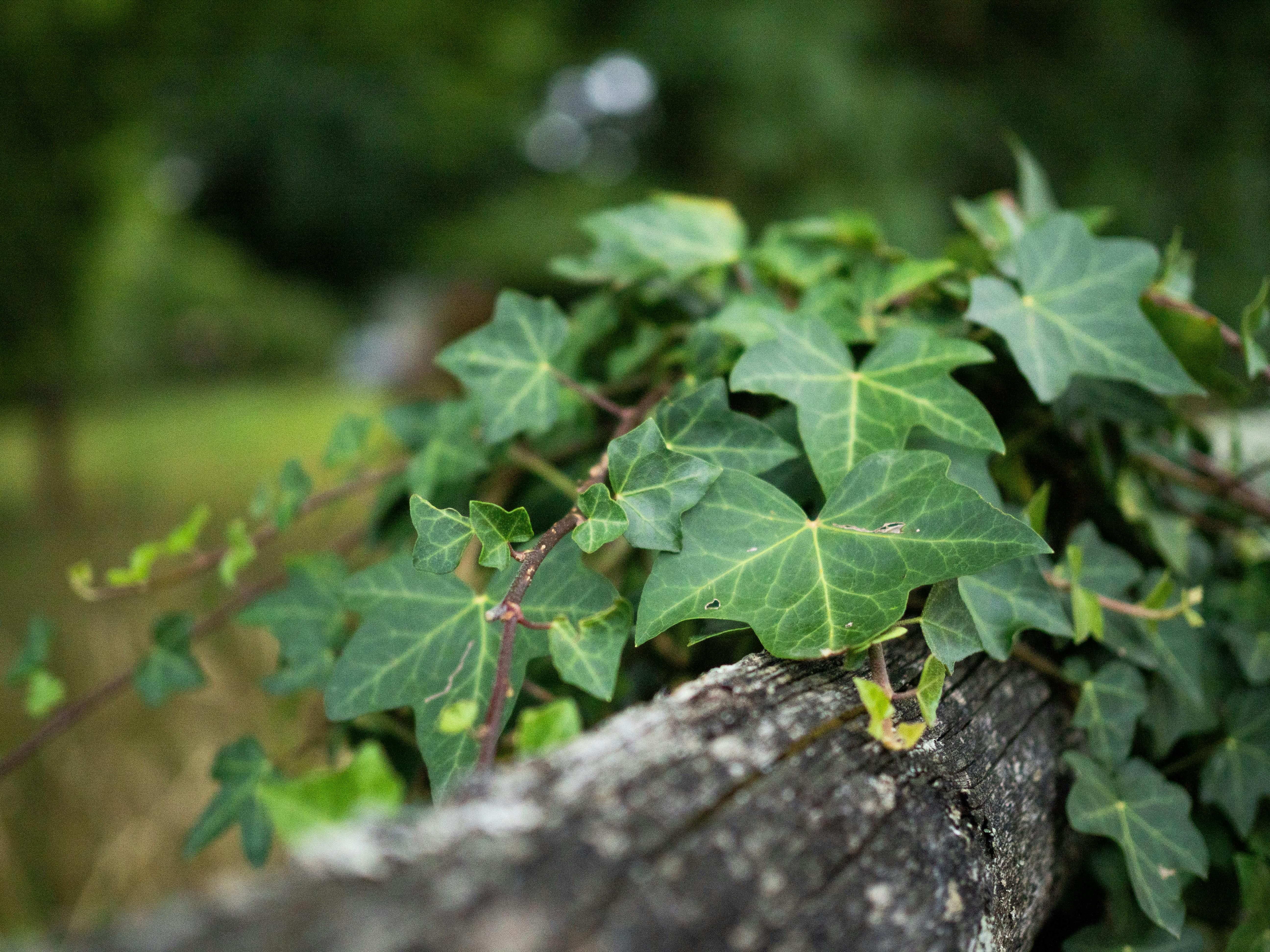 Не всі рослини корисні для дому Не всі рослини корисні для дому