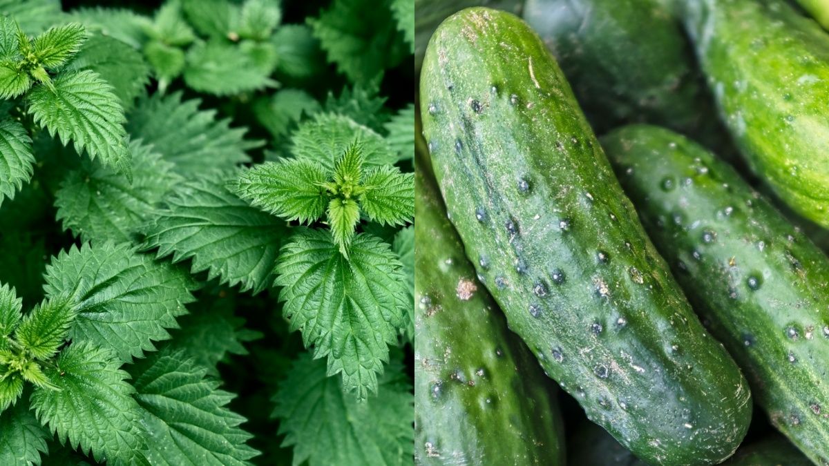 Добриво з кропиви є досить ефективним Добриво з кропиви є досить ефективним