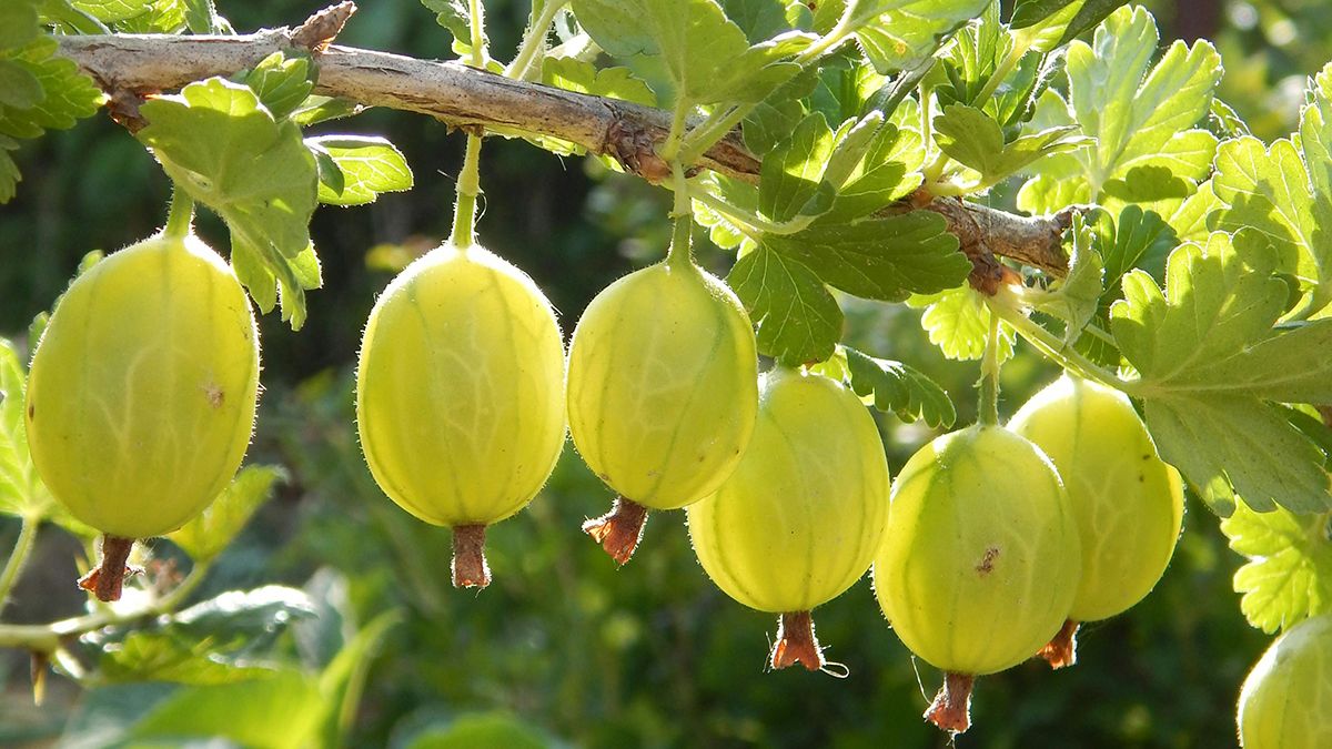 Порада, яка збільшить урожай аґрусу Порада, яка збільшить урожай аґрусу