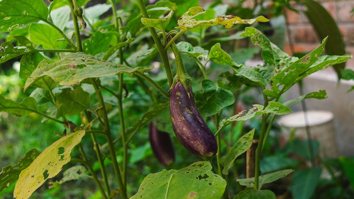 Подкормки для баклажанов Подкормки для баклажанов