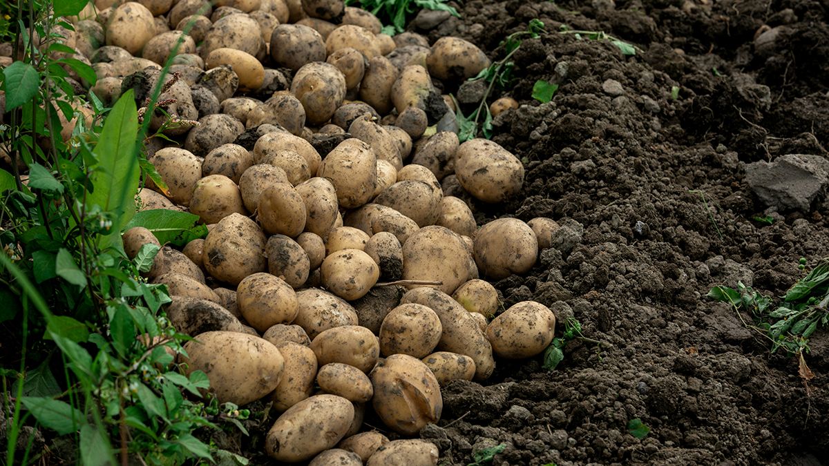 Добриво, яке потрібне картоплі у липні Добриво, яке потрібне картоплі у липні
