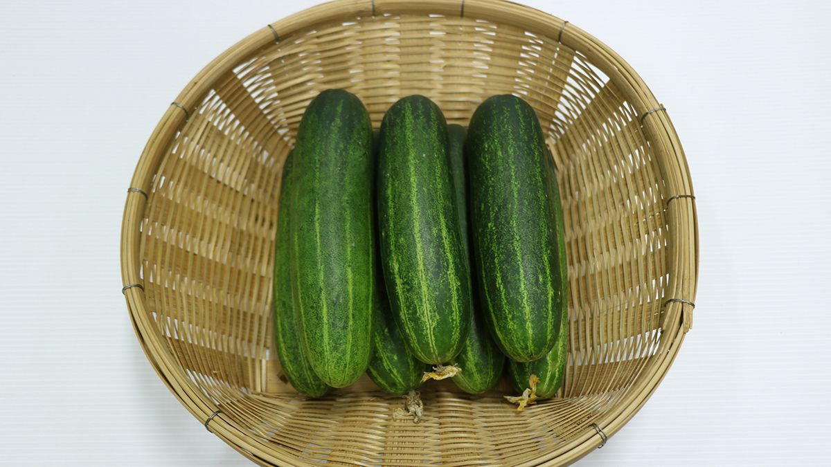 Плодоношение огурцов можно продлить Плодоношение огурцов можно продлить