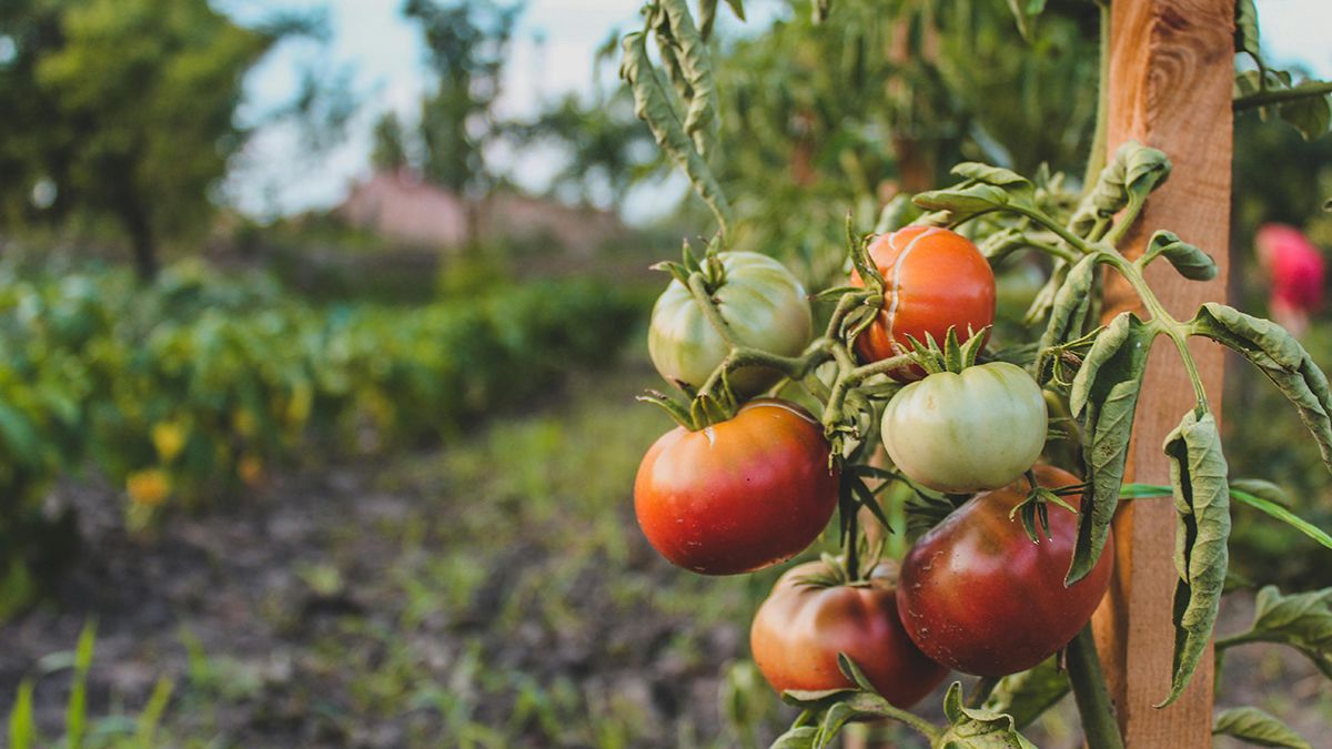 Прокалывание помидоров улучшит урожайность Прокалывание помидоров улучшит урожайность