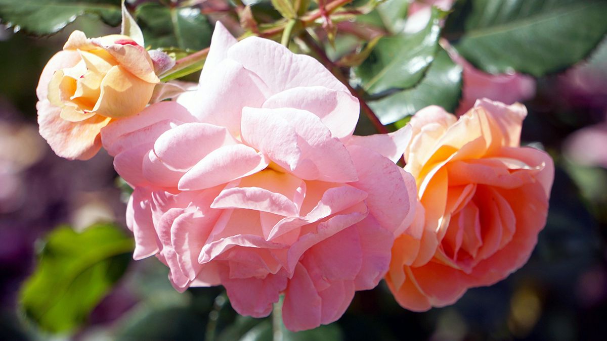 Застій вологи погано впливає на троянди Застій вологи погано впливає на троянди