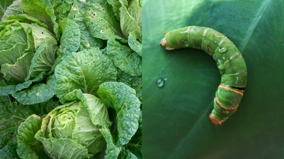 Избавьтесь от гусеницы на капусте Избавьтесь от гусеницы на капусте